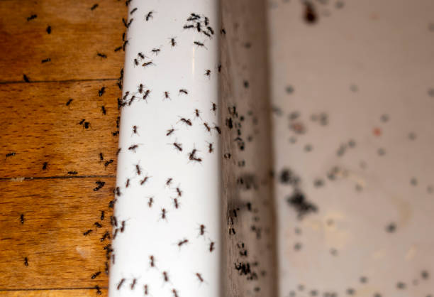 Best Local Pest Control Services  in St Francis, WI